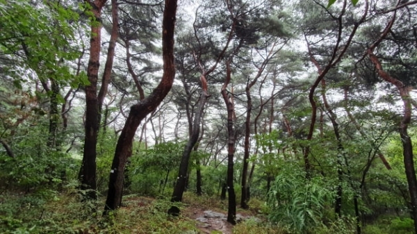 ▲국가산림문화자산으로 지정된 서울 남산 소나무림
